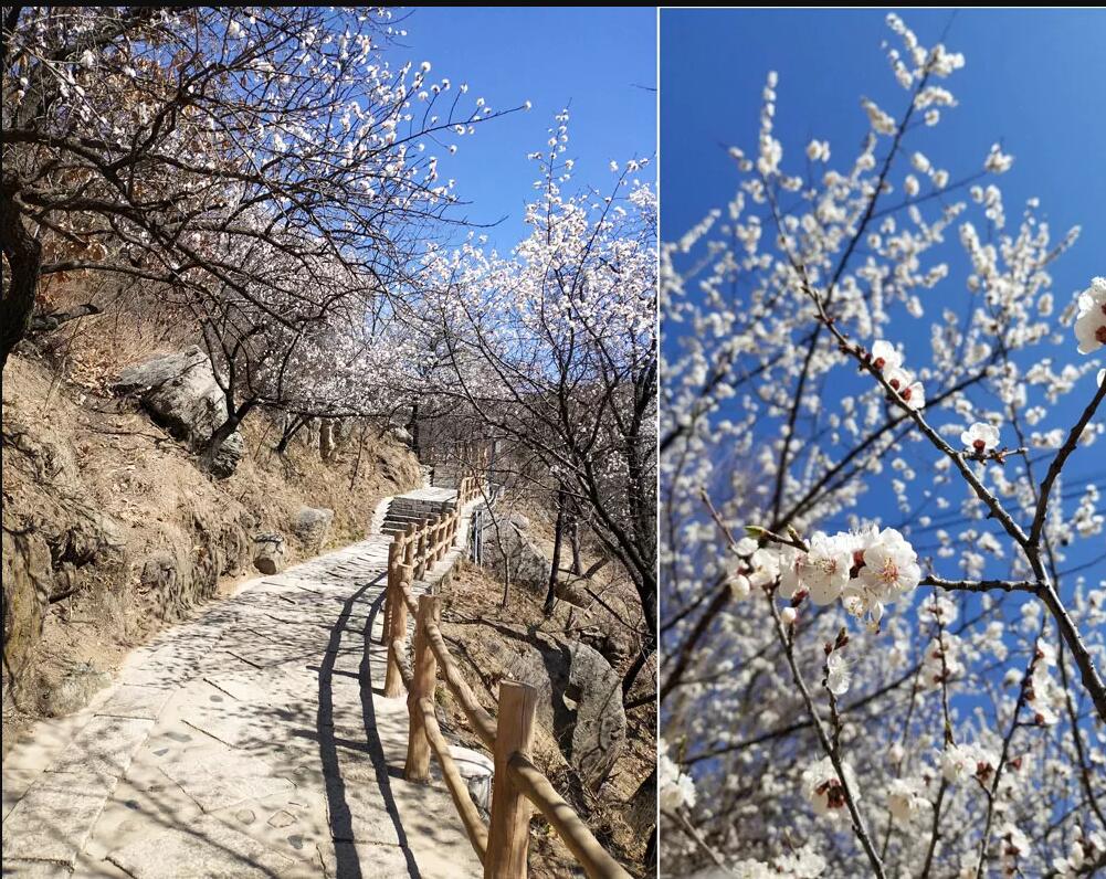 沒登頂長城的老師不是好老師！--記崇文直屬春季踏青活動