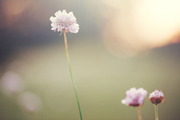 四川大學(xué)專升本網(wǎng)絡(luò)教育入學(xué)考試科目是哪些和怎么安排入學(xué)測(cè)試？