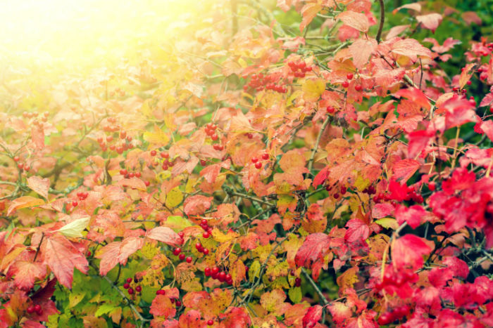 西南大學專升本網(wǎng)絡教育有多少專業(yè)？