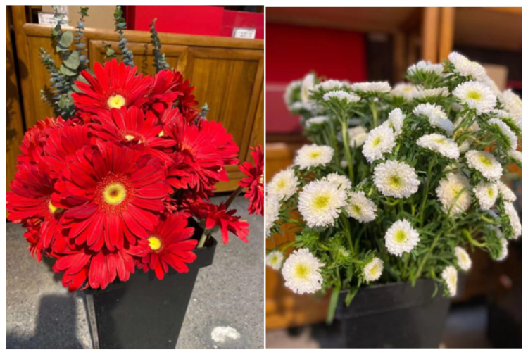 濟南直屬 | 璀璨花香，芳華綻放